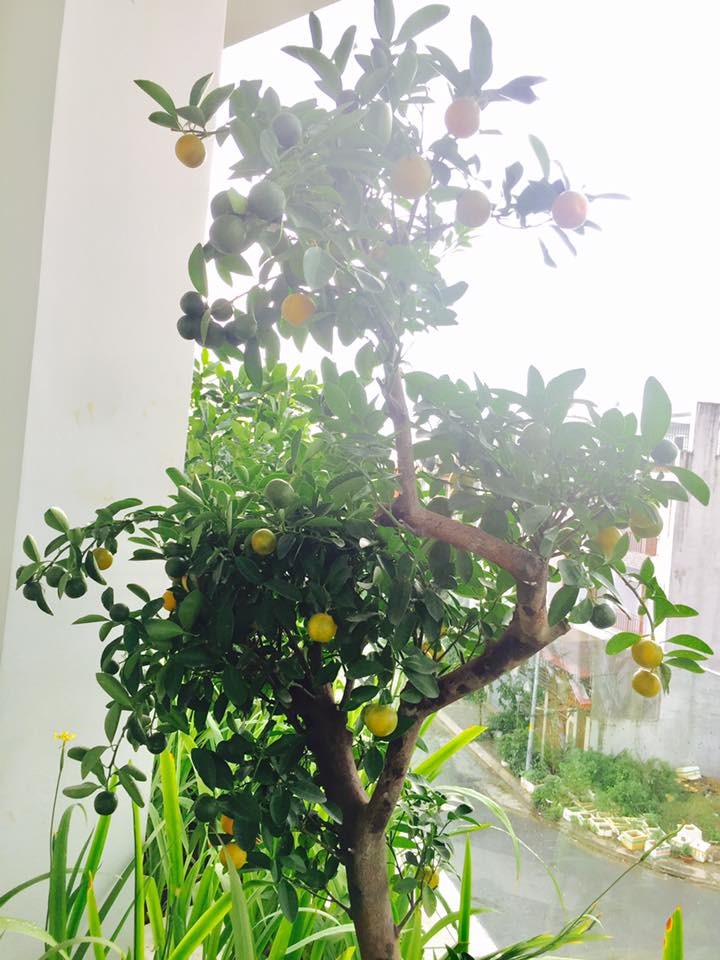 Không gian xanh mướt khiến vợ chồng đạo diễn Lật mặt 6 quyết rời bỏ ngôi nhà 2 triệu đô ra ngoại thành sinh sống-18