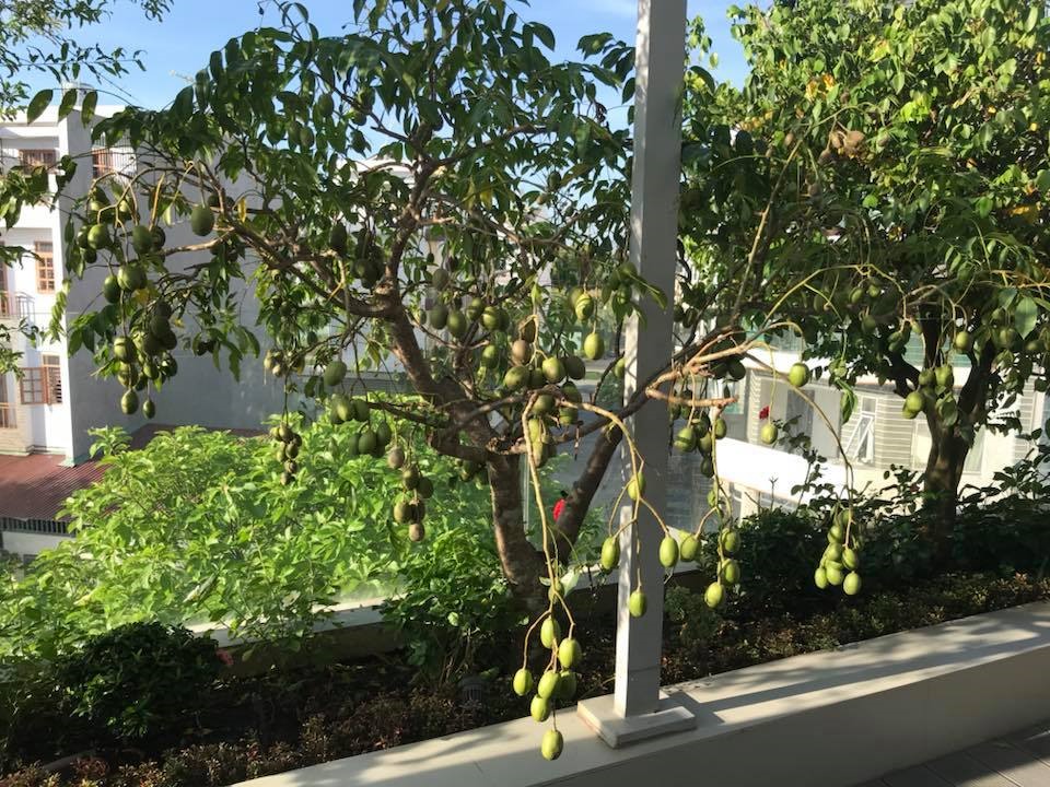 Không gian xanh mướt khiến vợ chồng đạo diễn Lật mặt 6 quyết rời bỏ ngôi nhà 2 triệu đô ra ngoại thành sinh sống-33