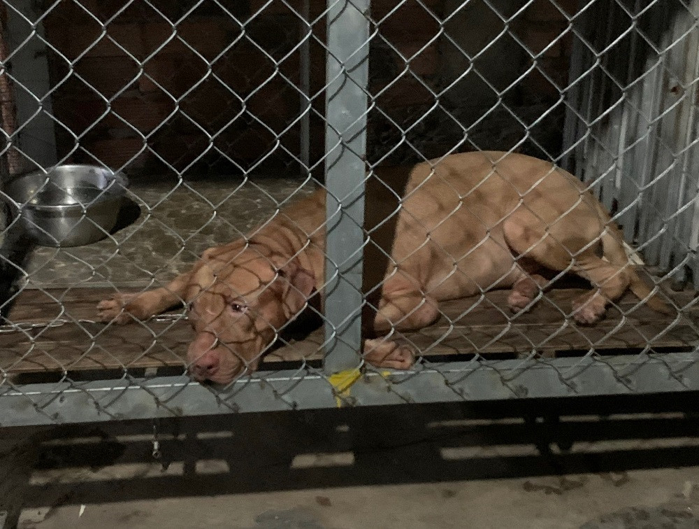 Cụ bà 82 tuổi ở Bình Dương bị chó Pitbull cắn tử vong-1