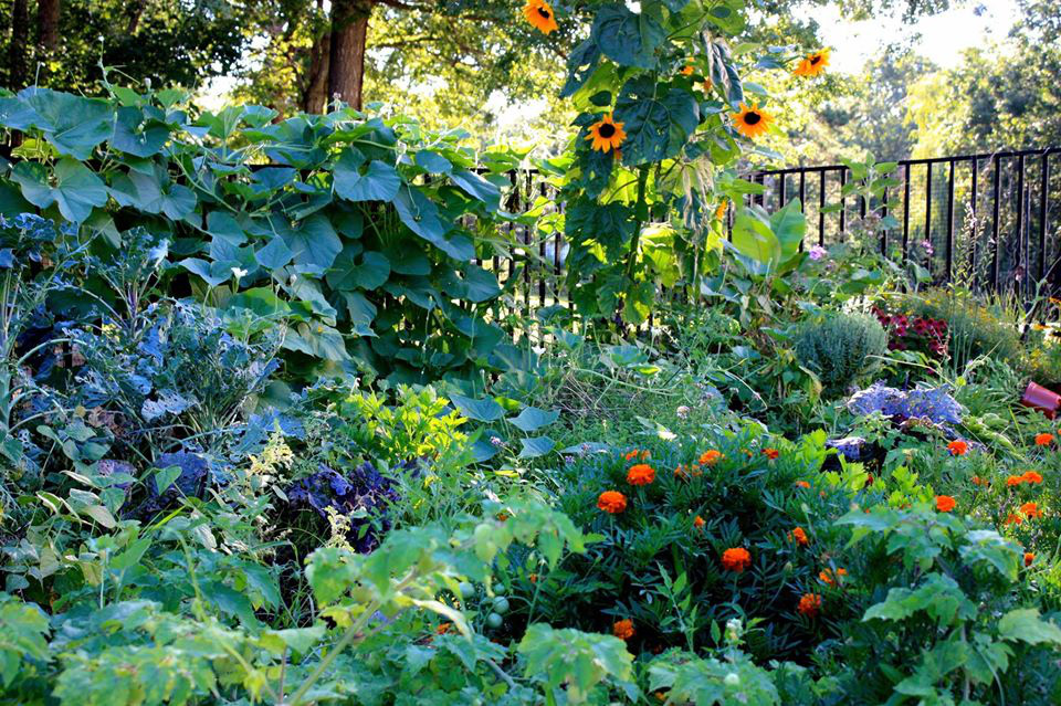 Khu vườn xanh tươi ngập tràn rau quả sạch với 100 loại-7