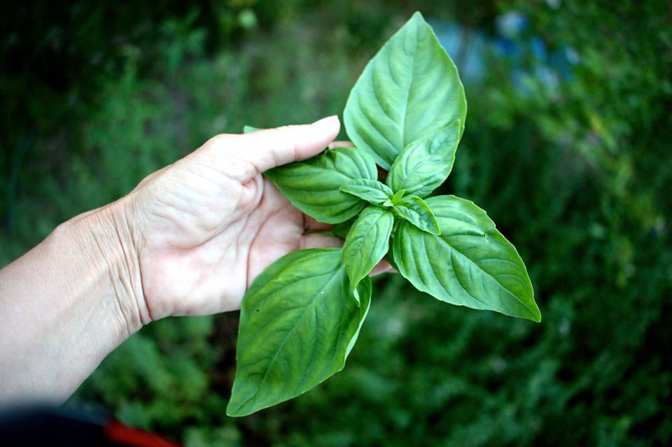 Khu vườn xanh tươi ngập tràn rau quả sạch với 100 loại-9