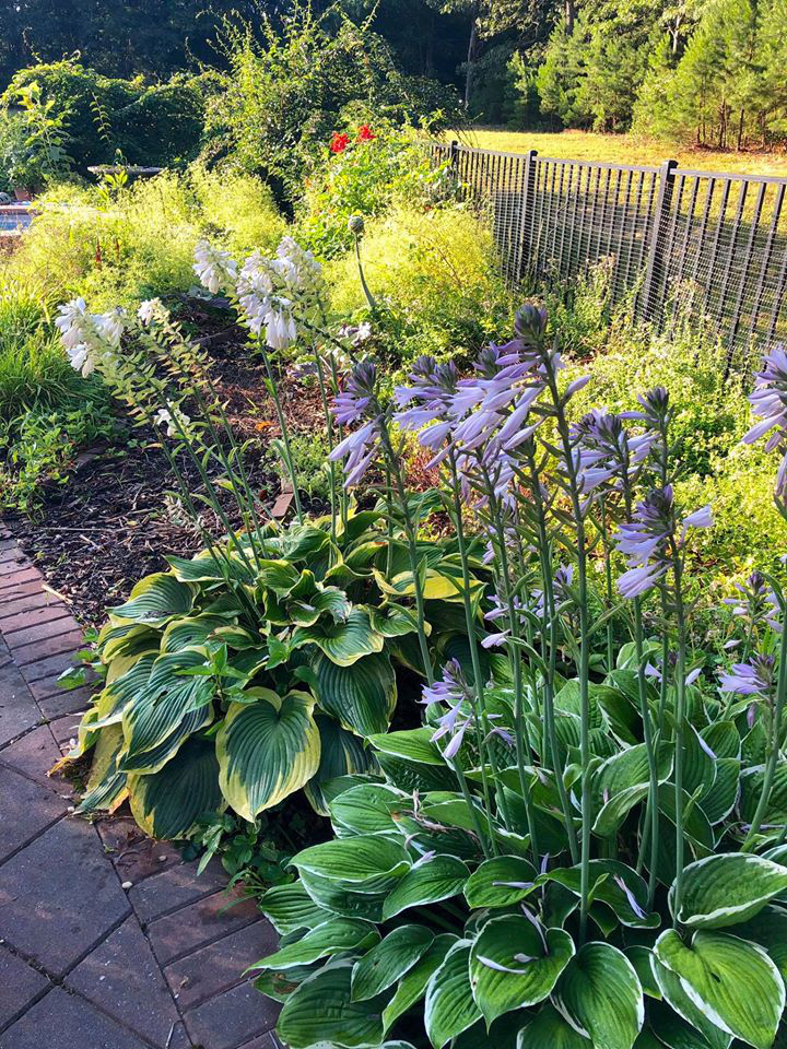 Khu vườn xanh tươi ngập tràn rau quả sạch với 100 loại-12