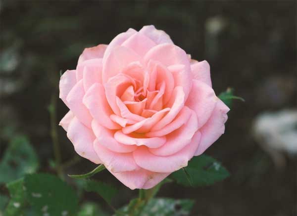 Tử vi ngày 18/5/2023 của 12 cung hoàng đạo: Cự Giải được yêu mến, Ma Kết khẳng định bản thân-1