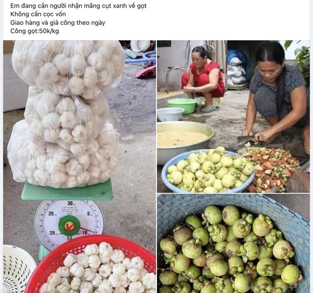 Việc nhẹ lương cao ở Việt Nam: Gọt măng cụt kiếm nửa triệu đồng mỗi ngày-1