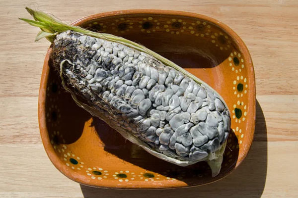 Loại quả tưởng vậy mà không phải vậy giá cao vẫn đắt khách-4