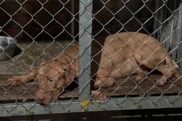 Hà Nội: Cô gái trẻ lao ra giữa phố chặn ô tô, hành hung người đi đường-3