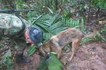 Thực hư vụ Colombia tìm thấy 4 trẻ em sống sót trong rừng Amazon-3