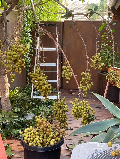 Nàng Hoa hậu được Hà Kiều Anh tác thành với đại gia, tổ chức đám cưới chỉ 60 khách mời ở Việt Nam, bí mật sinh con đầu lòng có cơ ngơi tại Mỹ ra sao?-22