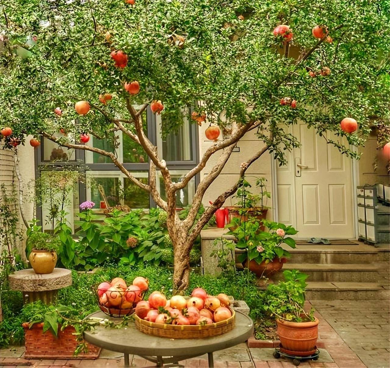 Người xưa dặn: Ngoài sân trồng 3 cây cảnh, tiền bạc rủng rỉnh cả năm, con cháu thịnh vượng-8