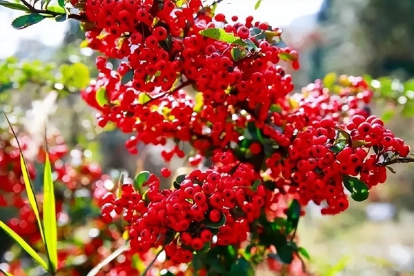 5 cây cảnh nhìn xa trông rộng, tiền nhân trồng cây, con cháu hưởng phúc lộc, phú quý-16