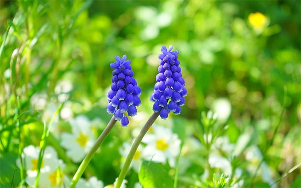 Tử vi ngày 19/5/2023: Tuổi Tý chuyển biến tích cực, tuổi Hợi quý nhân chỉ đường-2