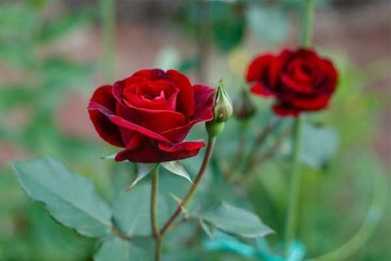 3 con giáp thông thái, chẳng ngại cạnh tranh, cuối tháng 5 kiếm tiền về đầy túi