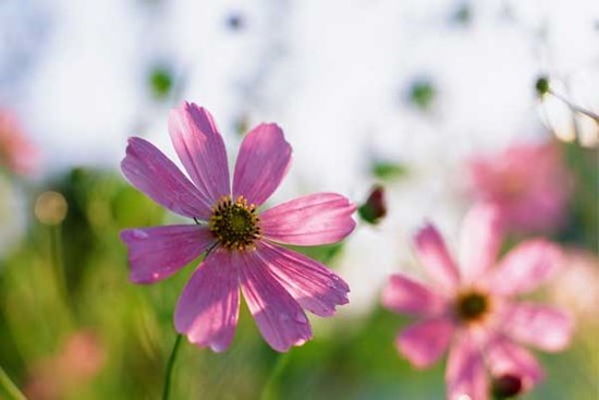 Tử vi ngày 20/5/2023: Tuổi Mão quý nhân đứng sau, tuổi Mùi để người qua mặt