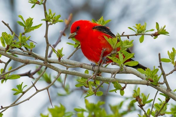 Tháng 4 Âm lịch vô lo, 3 con giáp vượng vận may mắn, thu nhập tăng vọt, cuộc sống sung túc-4