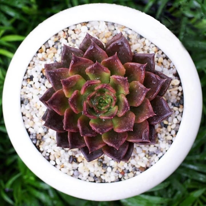 8 loại cây phong thủy cực tốt cho người mệnh Kim-4