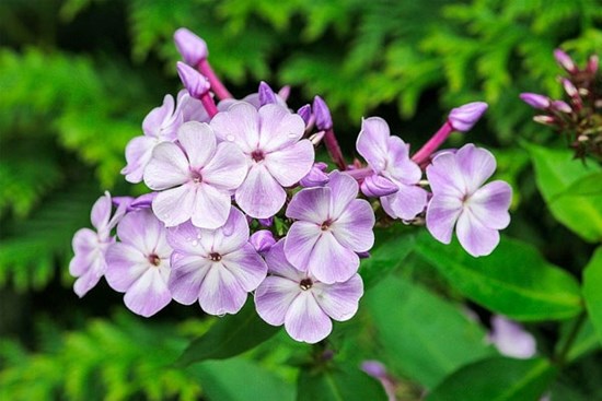 Tử vi ngày 21/5/2023: Tuổi Dần củng cố niềm tin, tuổi Tuất chịu oan ức