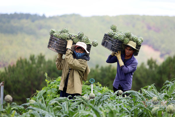 Nhận kỷ lục châu Á, hoa atiso 200 nghìn/kg đắt khách ăn giải nhiệt-1