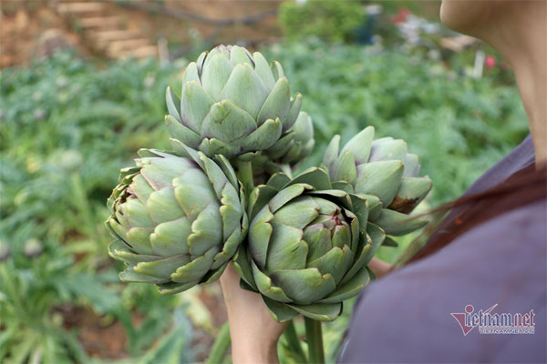 Nhận kỷ lục châu Á, hoa atiso 200 nghìn/kg đắt khách ăn giải nhiệt-2