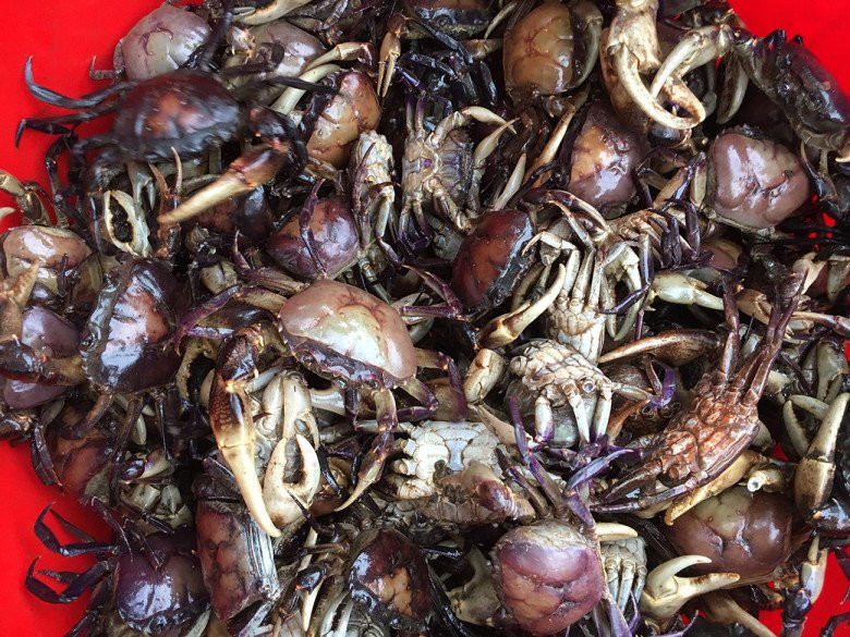 Những loại cua quý hiếm, có tiền cũng khó mua được-3