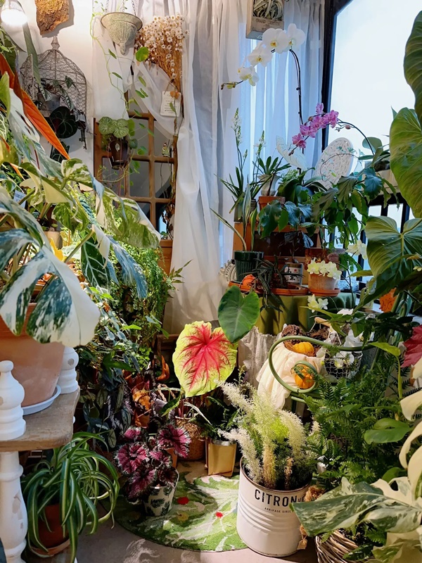 Cô gái hô biến ban công nhỏ thành khu vườn nhiệt đới-4