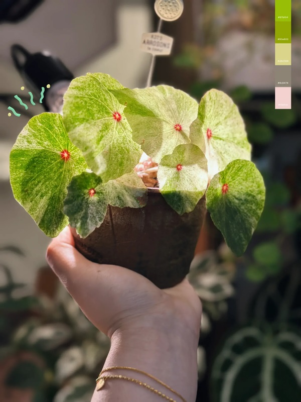 Cô gái hô biến ban công nhỏ thành khu vườn nhiệt đới-5