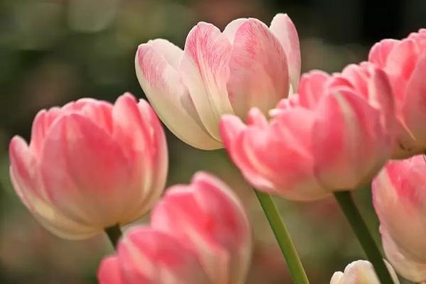 Người sinh tháng Âm lịch này giỏi lãnh đạo, sớm trở nên giàu có, đạt cả tiền tài lẫn danh vọng-5