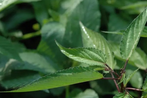 6 điều kỳ diệu sẽ xảy ra nếu bạn kiên trì ngâm chân bằng lá ngải cứu-3