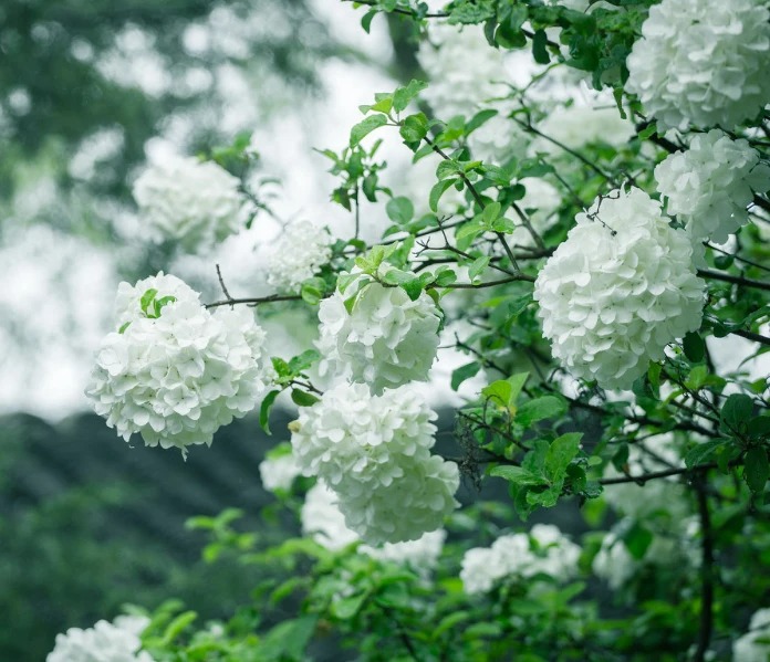 5 cây cảnh nhìn xa trông rộng, tiền nhân trồng cây, con cháu hưởng phúc lộc, phú quý-2