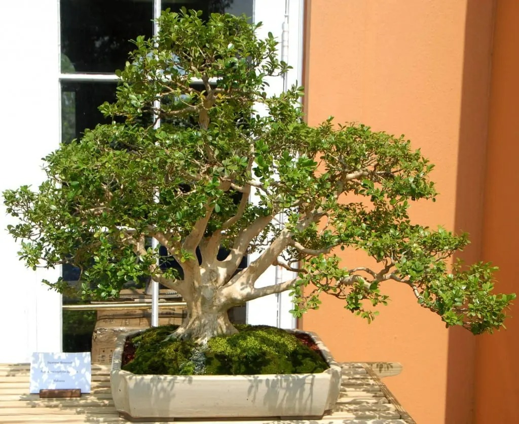 5 cây cảnh nhìn xa trông rộng, tiền nhân trồng cây, con cháu hưởng phúc lộc, phú quý-6