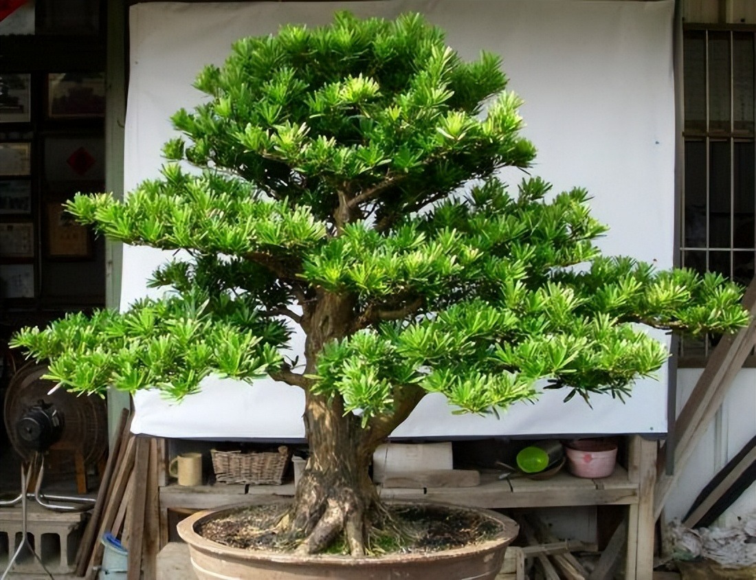 5 cây cảnh nhìn xa trông rộng, tiền nhân trồng cây, con cháu hưởng phúc lộc, phú quý-7