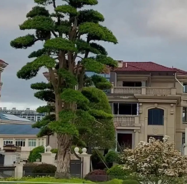 5 cây cảnh nhìn xa trông rộng, tiền nhân trồng cây, con cháu hưởng phúc lộc, phú quý-9