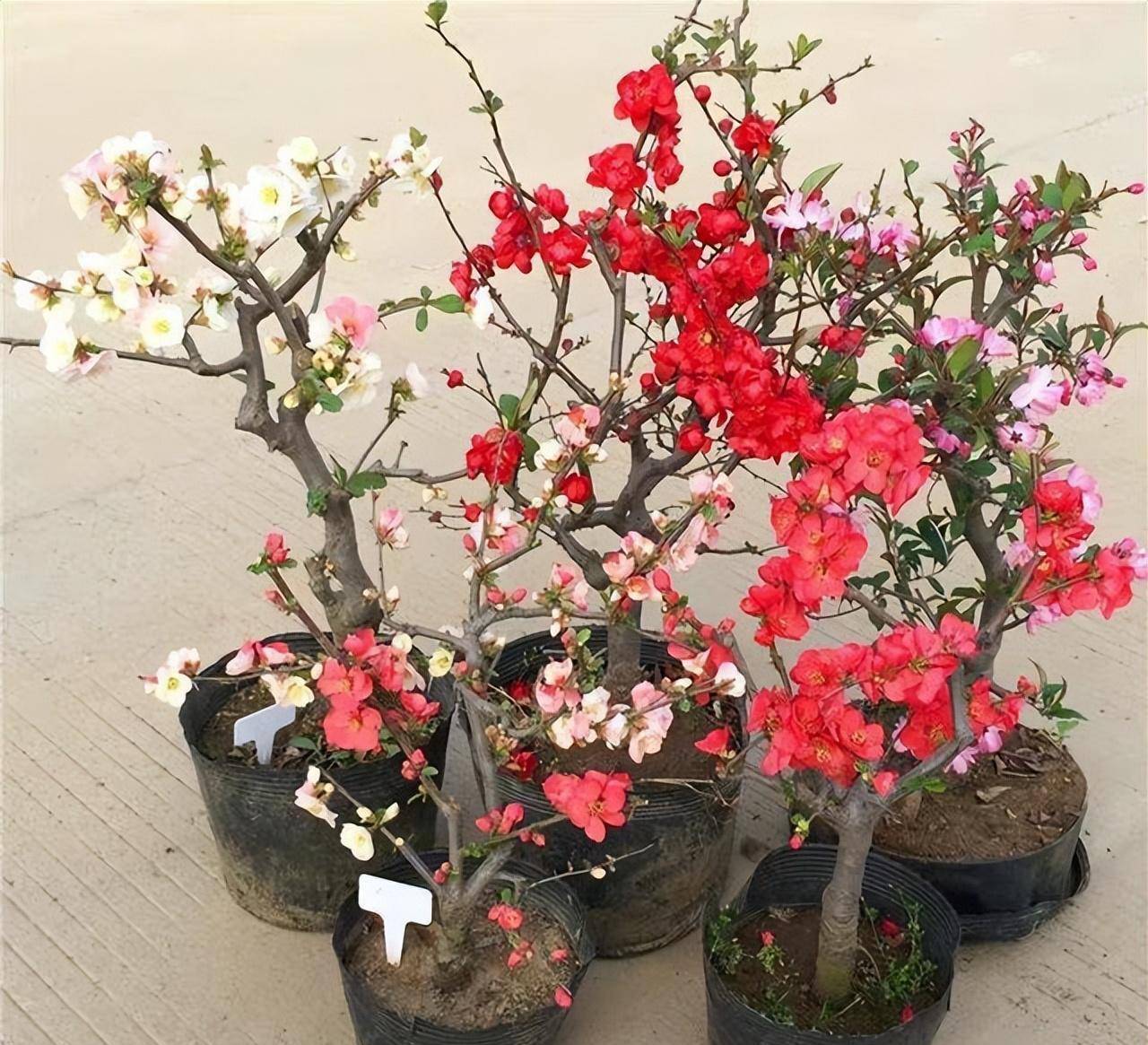 5 cây cảnh nhìn xa trông rộng, tiền nhân trồng cây, con cháu hưởng phúc lộc, phú quý-11