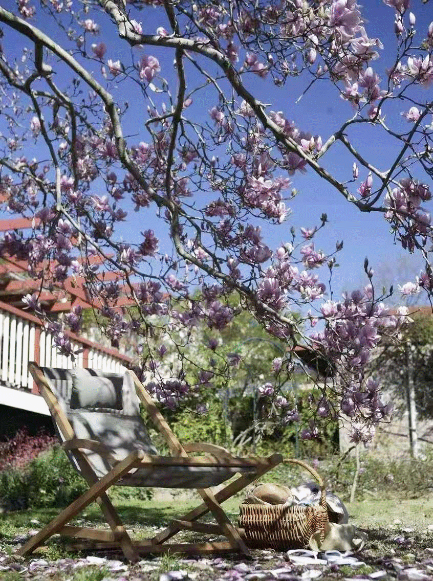 5 cây cảnh nhìn xa trông rộng, tiền nhân trồng cây, con cháu hưởng phúc lộc, phú quý-15