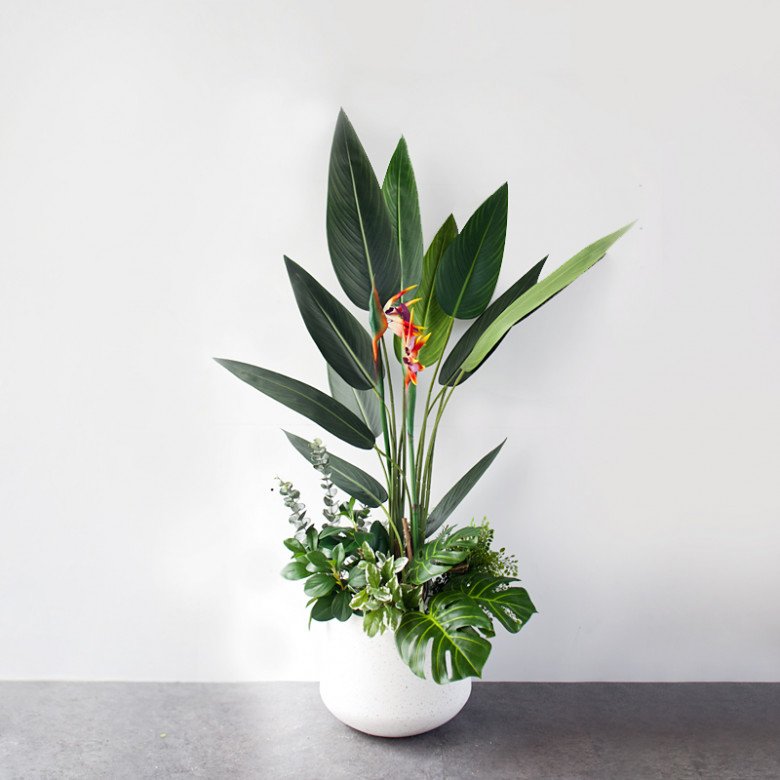 Phòng khách trồng 4 cây cát tường” này, 10 nhà thì 9 nhà phú quý, người giàu đặc biệt thích cây thứ nhất-2