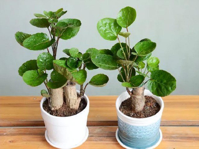 Phòng khách trồng 4 cây cát tường” này, 10 nhà thì 9 nhà phú quý, người giàu đặc biệt thích cây thứ nhất-3