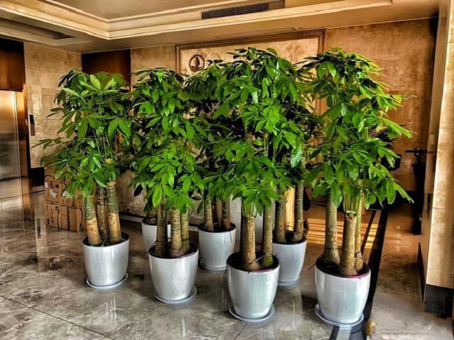 Phòng khách trồng 4 cây cát tường” này, 10 nhà thì 9 nhà phú quý, người giàu đặc biệt thích cây thứ nhất-4