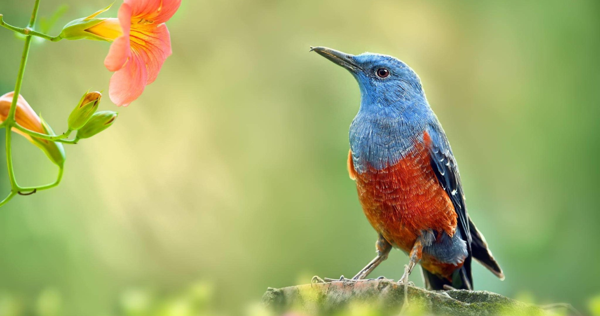 Tháng 6, 3 con giáp không còn nghèo khó, vượng vận quý nhân, phía trước có phúc, phía sau có lộc &nbsp;Huy Nguyên-1