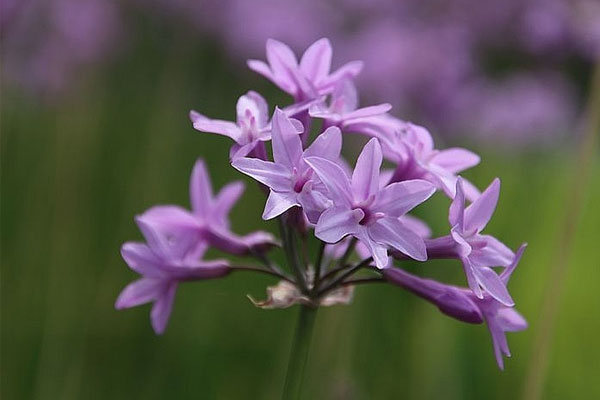 Tử vi ngày 23/5/2023: Tuổi Sửu quý nhân chỉ lối, tuổi Mùi lợi thế hơn người-1