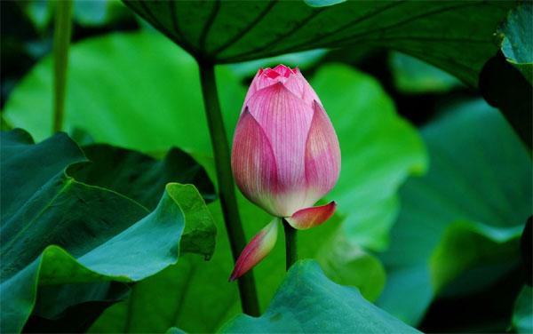 Tử vi ngày 23/5/2023 của 12 cung hoàng đạo: Song Tử may mắn, Thiên Bình nỗ lực-1