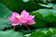 Tử vi ngày 23/5/2023 của 12 cung hoàng đạo: Song Tử may mắn, Thiên Bình nỗ lực