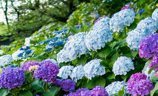 3 con giáp chậm mà chắc, không ngừng vươn lên, cuối tháng 5 có quý nhân phù trợ-3