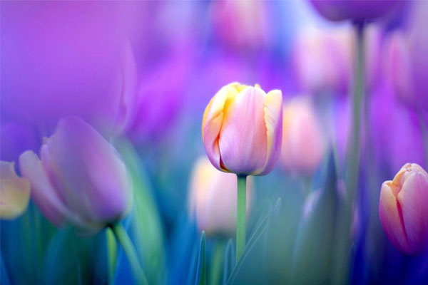 Sinh vào 4 ngày Âm lịch này, thời trẻ nuôi chí lớn, hậu vận ắt đủ đầy-1