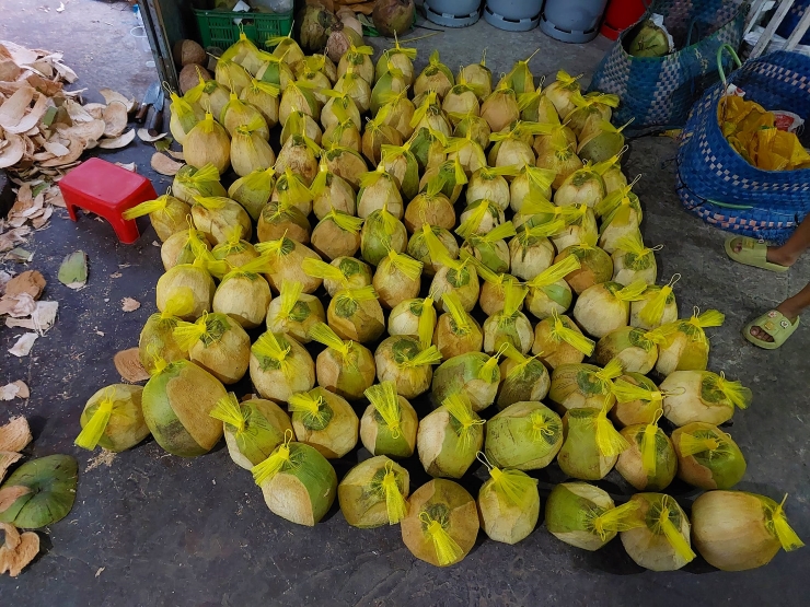 Loại dừa giá 200.000 đồng/quả vẫn cháy” hàng, dân buôn ngày bán hàng trăm quả-1