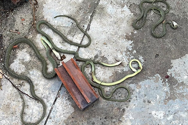 Clip: Thấy rắn bò dưới chân, người đàn ông có phản ứng bất ngờ-1