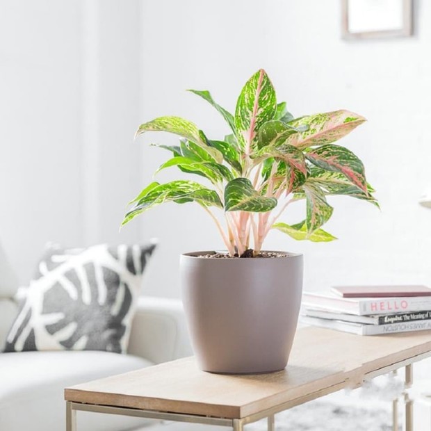 10 cây phong thủy trong phòng khách thu hút tài lộc-3