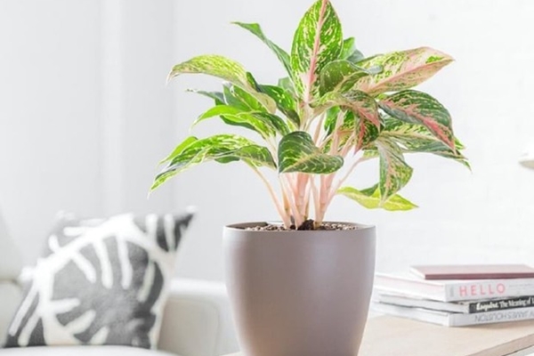 Những cây phong thủy trong nhà bếp nên trồng-5