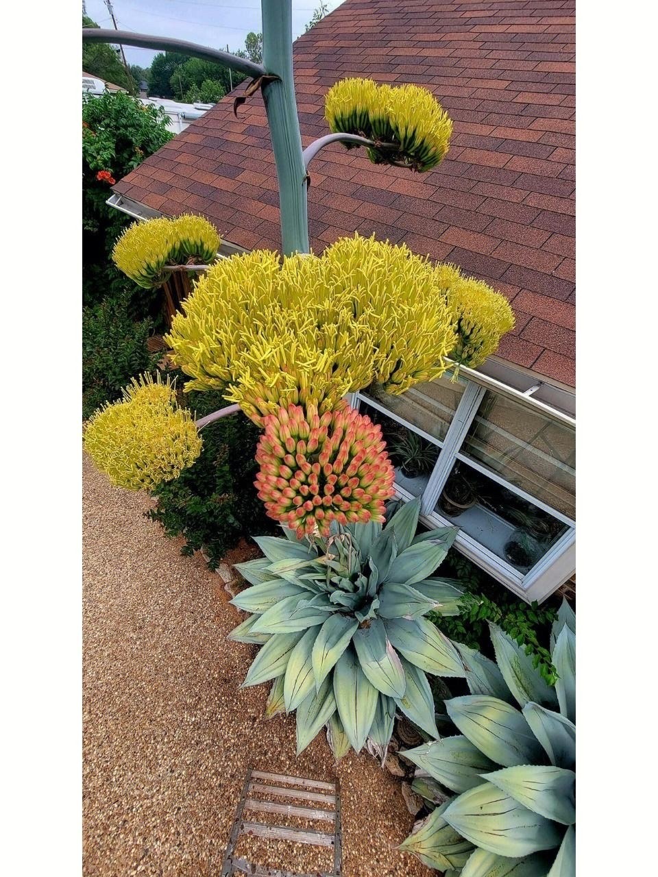 Cây cảnh bá đạo, nhìn nhưng không chạm, sức sống mãnh liệt, thích hợp cho người lười-4