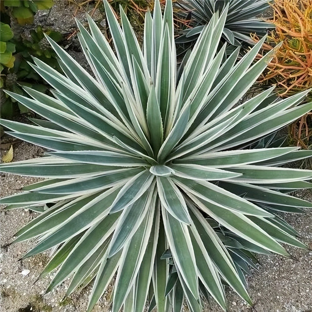 Cây cảnh bá đạo, nhìn nhưng không chạm, sức sống mãnh liệt, thích hợp cho người lười-6