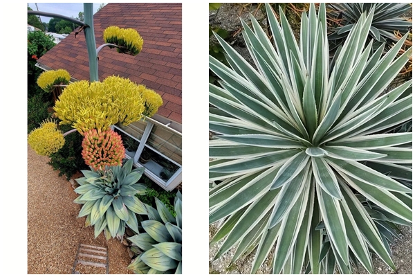 Thêm 2 thứ bột này vào nước tưới, cây đang héo rũ bỗng xanh tốt, hoa nở từng chùm-4