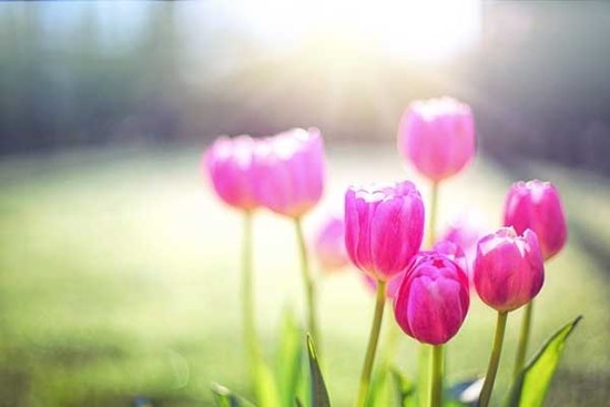 Tử vi ngày 24/5/2023: Tuổi Dần quý nhân dẫn lối, tuổi Tuất người âm thầm hại